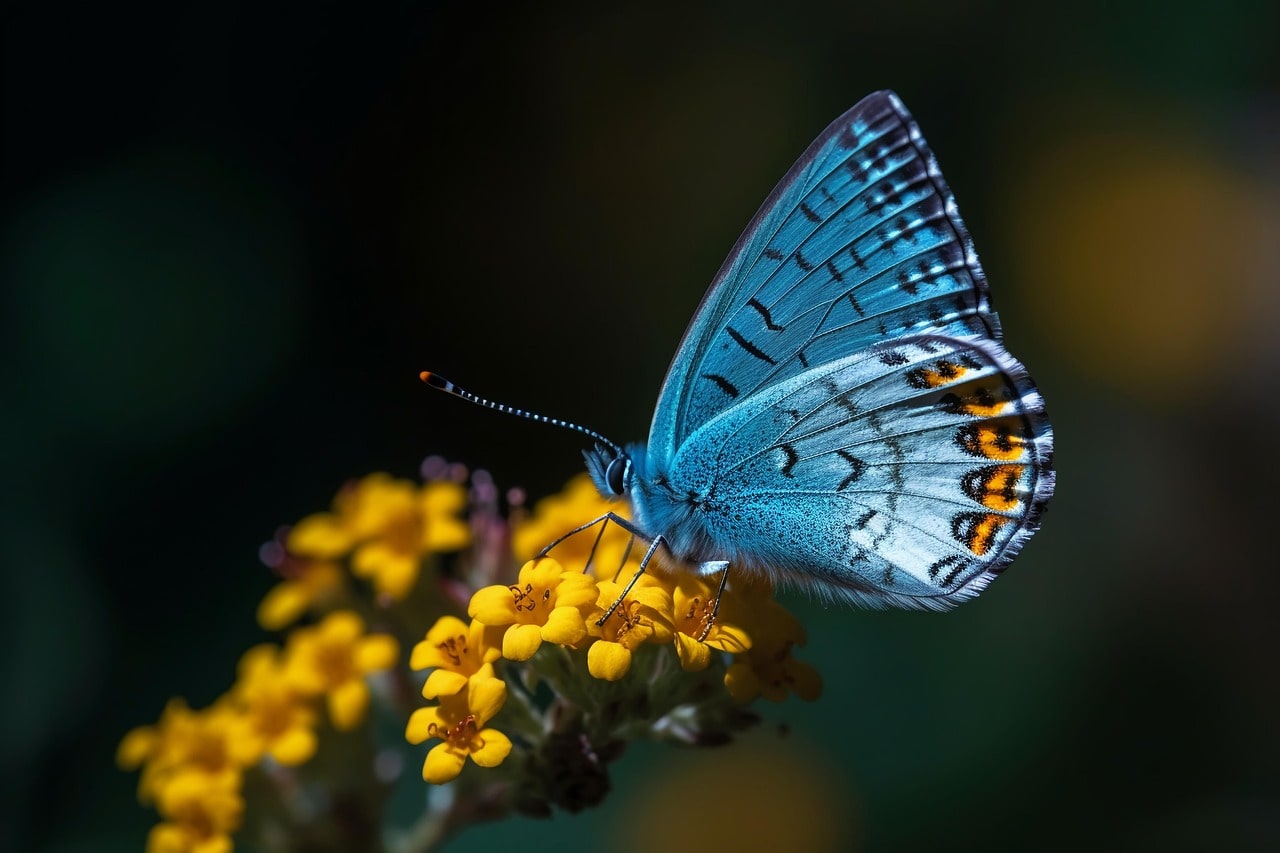 Read more about the article 🦋 Exkluzív meghívás a Thetapillangó  Facebook oldalára⚜